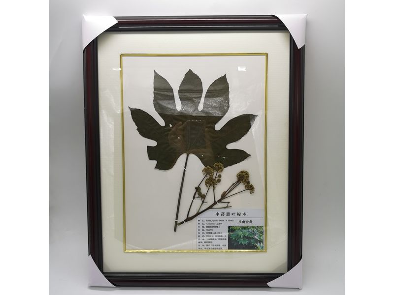 中藥植物臘葉-八角金盤標(biāo)本